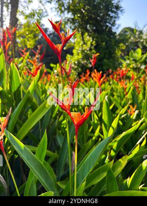 Singapur - 13. August 2024: Orchideenblüten im National Orchid Garden Singapur Stockfoto