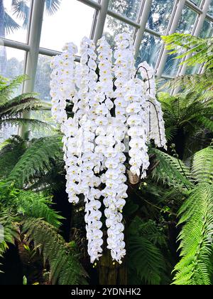 Singapur - 13. August 2024: Orchideenblüten im National Orchid Garden Singapur Stockfoto