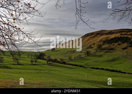 Könige sitzen in den Sidlaw Hills von Perthshire, wo Schafe auf den rauen Weiden und Feldern des Tals nahe Abernyte weiden. Stockfoto