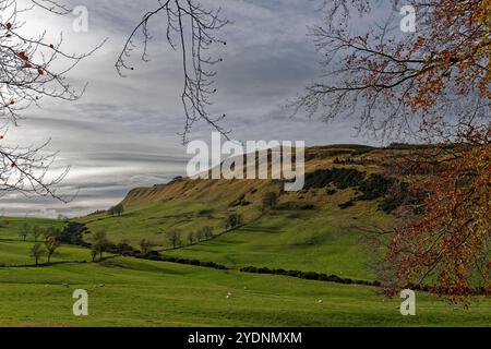 Könige sitzen in den Sidlaw Hills von Perthshire, wo Schafe auf der rauen Weide weiden und Blätter auf den Bäumen Golden werden, wenn der Herbst kommt. Stockfoto