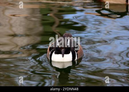 Eine Merganser-Ente mit Kapuze gleitet anmutig auf ruhigem Wasser und zeigt ihre markanten Markierungen und ihre ruhige Präsenz. Die reflektierende Oberfläche verbessert den Stockfoto