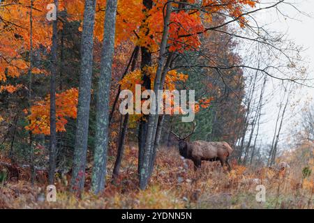 Bullenelche während der Furche im Clam Lake-Gebiet im Norden von Wisconsin. Stockfoto