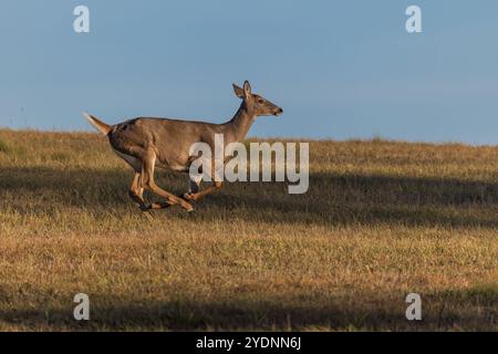 Weißschwanzhirsch läuft über ein Heufeld im Norden von Wisconsin. Stockfoto