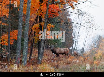 Bullenelche während der Furche im Clam Lake-Gebiet im Norden von Wisconsin. Stockfoto