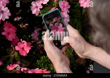 Die Hände des Mannes mit Handy machen Fotos von Blumen Stockfoto