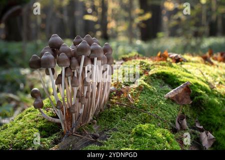 Gruppe von Pilzen, die auf einem Baumstamm im Herbstwald wachsen. Psilocybe semilanceata. Stockfoto