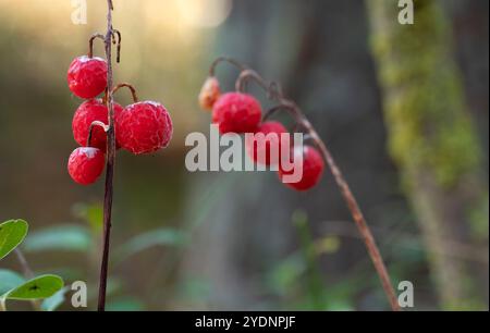 Rote Beeren von Lilien des Tales, bedeckt mit Frost im Herbstwald. Ungenießbar. Nahansicht. Stockfoto