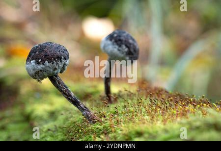 Alte Pilze bedeckt mit Schimmel, wachsen im Wald auf einem moosigen Baum. Naturhintergrund. Stockfoto