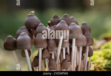 Gruppe von Pilzen, die auf einem Baumstamm im Herbstwald wachsen. Psilocybe semilanceata. Stockfoto