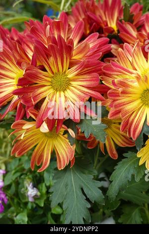 Blühende Chrysantheme in einem südkalifornischen Garten, USA Stockfoto