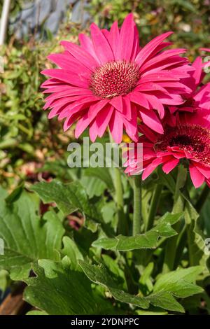 Blühende Chrysantheme in einem südkalifornischen Garten, USA Stockfoto