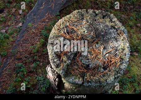 Baumstumpf bedeckt mit blauem Moos und Flechten im Herbstwald. Naturhintergrund. Stockfoto