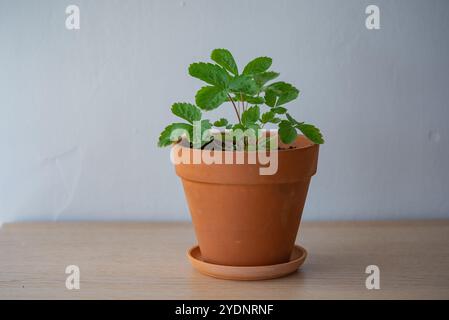 Lebendige junge Erdbeerpflanze gedeiht in einer gemütlichen Innenumgebung und symbolisiert Wachstum und neues Leben im Frühjahr oder Sommer Stockfoto