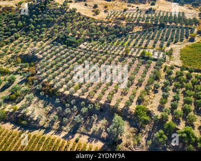 Olivenernte: Luftaufnahme eines Olivenhains in der westlichen Türkei zur Erntezeit. Das rostige Rot bildet einen schönen Kontrast zum blassgrünen Olive-t Stockfoto