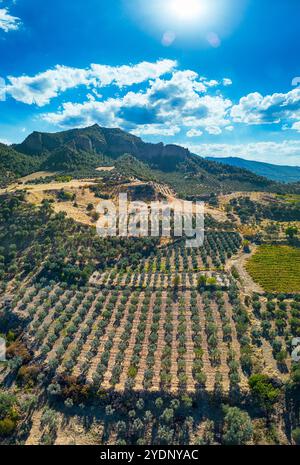 Olivenernte: Luftaufnahme eines Olivenhains in der westlichen Türkei zur Erntezeit. Das rostige Rot bildet einen schönen Kontrast zum blassgrünen Olive-t Stockfoto