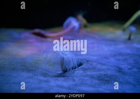 Anemonen im Aquarium von Kapstadt. Gruppe der Ceriantheopsis im Atlantischen Ozean. Stockfoto