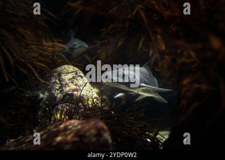 Gefleckter Rindenhai im Seetangwald. Triakis megalopterus im zwei-Ozean-Aquarium in Kapstadt. Sharptooth Hundhai an der Küste in Süd-Afri Stockfoto