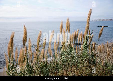 Riesenschild (Arundo Donax) am Strand an der mittelmeerküste von Benalmádena, Provinz Málaga, Südspanien. Stockfoto