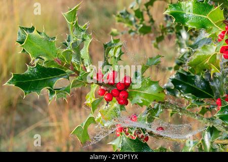 Stachelige Blätter und rote Beeren eines Stechpalmenbusches, verziert mit Spinnennetzen voller Tautropfen Stockfoto