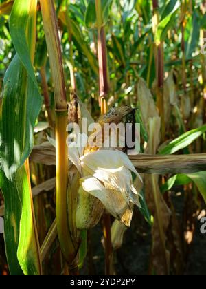 Das Maisfeld nähert sich der Ernte. Auf der Insel Rügen wird ein erheblicher Teil des Maisanbaus zur Energieerzeugung und Biogaserzeugung angebaut. Stockfoto