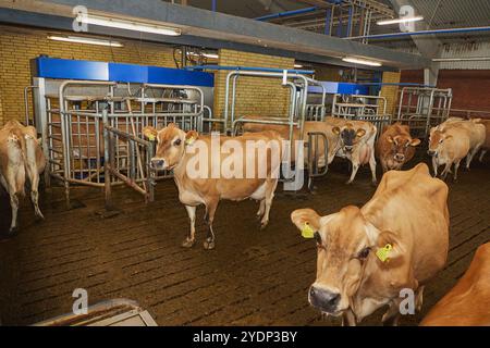 Melkroboter auf einer modernen Kuhfarm in Dänemark Stockfoto