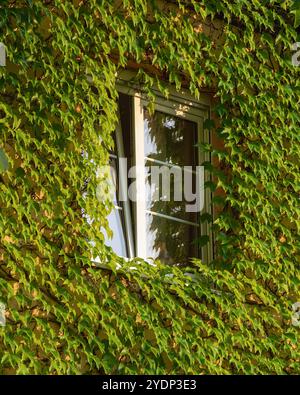 Großes offenes Fenster mit weißen Platten und Efeu-bedeckte Wand. Textur der Hintergrundwand der Pflanze Stockfoto