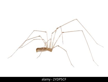 Kosmopolitische Kellerspinne isoliert auf weißem Hintergrund, Pholcus phalangioides Stockfoto