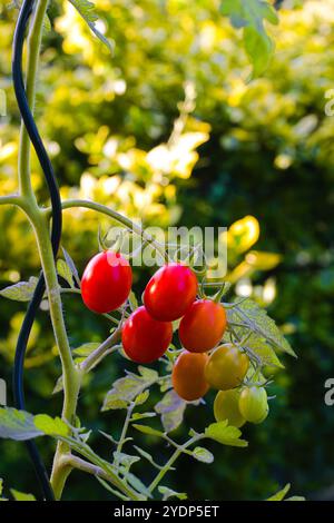 Glänzende Datterino-Tomaten hängen in engen Gruppen und zeigen ihre tiefroten, dünnhäutigen und datumähnlichen Formen. Bekannt für ihre Süße, bringen sie bri mit Stockfoto