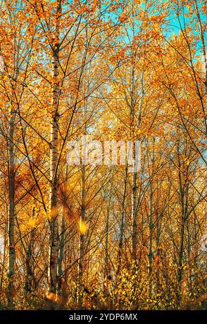 Aspenbaumwald, herbstliche Waldlandschaft, selektiver Fokus Stockfoto
