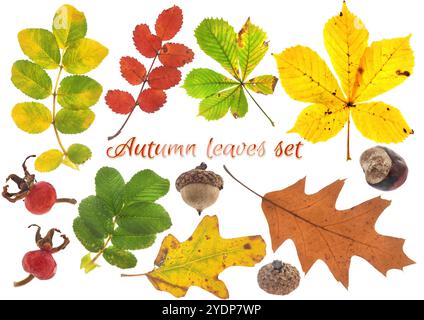 Herbstkomposition von bunten Blättern und Früchten. Stockfoto