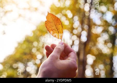 Bayern, Deutschland - 27. Oktober 2024: Mann, der ein Herbstblatt hält. Naturerlebnis im goldenen Fall *** Mann hält ein herbstliches Blatt. Naturerlebnis im goldenen Herbst Stockfoto