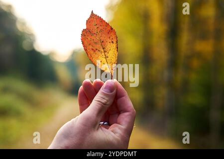 Bayern, Deutschland - 27. Oktober 2024: Mann, der ein Herbstblatt hält. Naturerlebnis im goldenen Fall *** Mann hält ein herbstliches Blatt. Naturerlebnis im goldenen Herbst Stockfoto