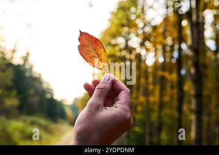 Bayern, Deutschland - 27. Oktober 2024: Mann, der ein Herbstblatt hält. Naturerlebnis im goldenen Fall *** Mann hält ein herbstliches Blatt. Naturerlebnis im goldenen Herbst Stockfoto