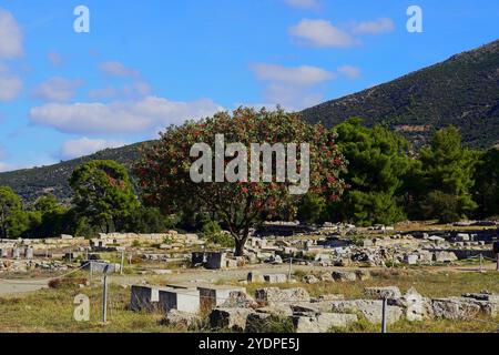 Ein blühender pistacia terebinthus-Baum zwischen den Ruinen des Heiligtums von Asklepios in Epidavros, Griechenland Stockfoto