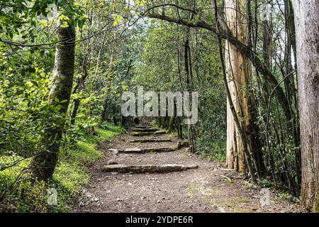 Der alte Eichenwald von Bussaco, in Luso, Aveiro in Portugal. Weg zwischen Bäumen mit Treppen im Wald. Waldweg. Stockfoto