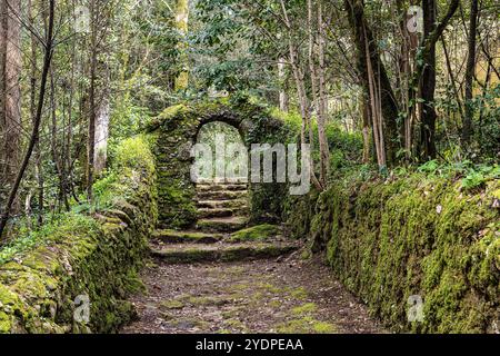 Der alte Eichenwald von Bussaco, in Luso, Aveiro in Portugal. Weg zwischen Bäumen mit Treppen im Wald. Waldweg. Stockfoto