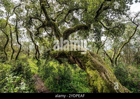 Der alte Eichenwald von Bussaco, in Luso, Aveiro in Portugal. Weg zwischen Bäumen mit Treppen im Wald. Waldweg. Stockfoto