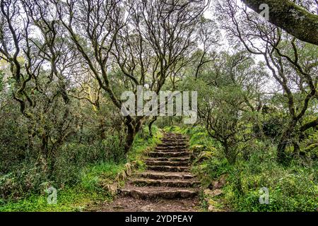 Der alte Eichenwald von Bussaco, in Luso, Aveiro in Portugal. Weg zwischen Bäumen mit Treppen im Wald. Waldweg. Stockfoto