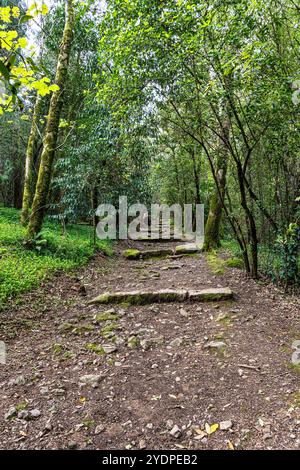 Der alte Eichenwald von Bussaco, in Luso, Aveiro in Portugal. Weg zwischen Bäumen mit Treppen im Wald. Waldweg. Stockfoto