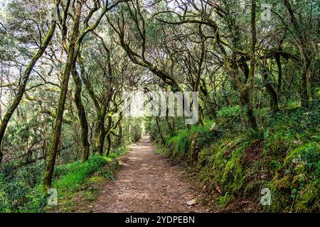 Der alte Eichenwald von Bussaco, in Luso, Aveiro in Portugal. Weg zwischen Bäumen mit Treppen im Wald. Waldweg. Stockfoto