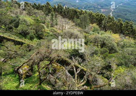 Der alte Eichenwald von Bussaco, in Luso, Aveiro in Portugal. Weg zwischen Bäumen mit Treppen im Wald. Waldweg. Stockfoto