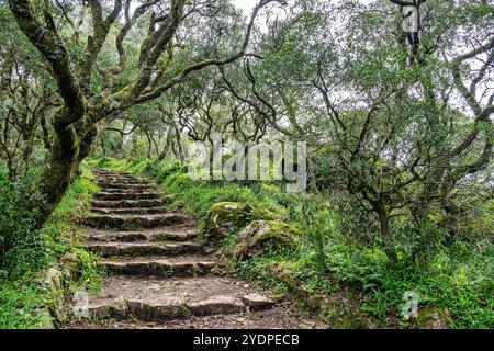 Der alte Eichenwald von Bussaco, in Luso, Aveiro in Portugal. Weg zwischen Bäumen mit Treppen im Wald. Waldweg. Stockfoto