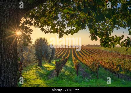 Bolgheri Weinberge und Olivenbäume bei Sonnenuntergang. Baum als Rahmen, Herbstsaison. Landschaft in der Maremma, Toskana, Italien, Europa. Stockfoto