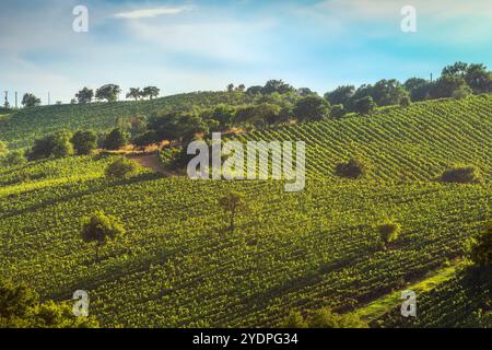 Landschaft der Weinberge Morellino di Scansano und einige Bäume im Herbst. Im Hintergrund das Dorf Montiano. Maremma, Provinz Grosse Stockfoto