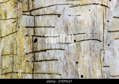 Eine Nahaufnahme von Linien und Löchern, die von Baumwürmern oder Larven gemacht wurden. Auf dem Baum ist keine Rinde mehr. Nahansicht. Stockfoto