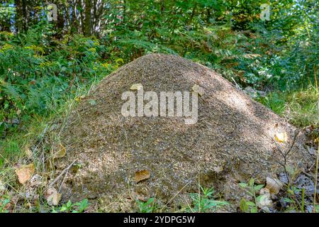 Ein riesiger Ameisenhügel in einem Wald. Der Any Hill füllt den größten Teil des Rahmens. Der größte Teil des Hügels liegt an einem sonnigen Tag im Schatten. Seitenansicht. Bäume dahinter. Stockfoto