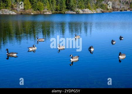 Eine Gruppe Kanadiengänse, die an einem sonnigen Tag im Wasser schwimmen. Bäume und Felsen am fernen Ufer. Es gibt zehn Gänse. Stockfoto