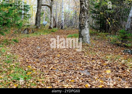 Ein Weg, der im Herbst mit gefallenen Blättern bedeckt ist. Der Weg schlängelt sich durch einen bewaldeten Park, in der Ferne befindet sich eine Parkbank. Viele Bäume. Stockfoto