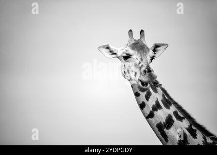 Rothschild Giraffe Porträt im Murchison Falls National Park, Uganda Stockfoto