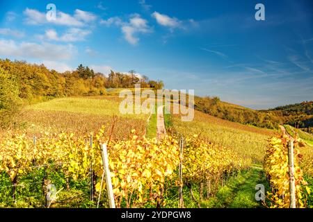 Ein malerischer Weinberg mit leuchtendem goldenem Laub, der sich in der Wärme eines klaren blauen Himmels sonnt Stockfoto